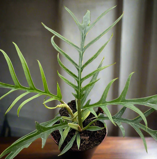 Philodendron Tortum Bipinattifidum Indoor Houseplant Potted