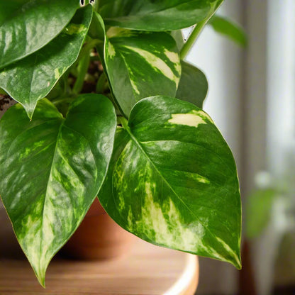 Pothos 'Golden' Epipremnum Aureum