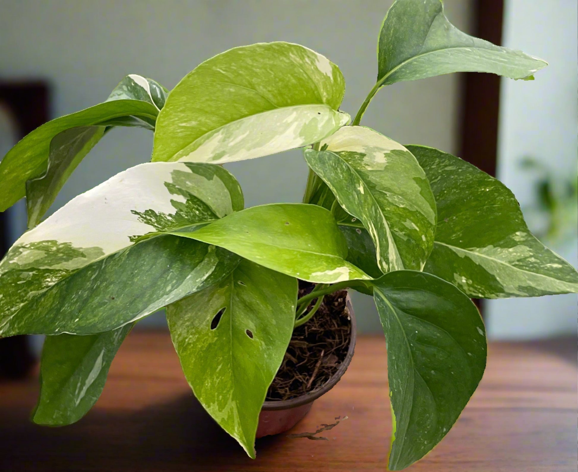 Pothos Albo Variegata Epipremnum Pinnatum