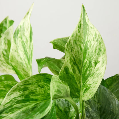 Pothos 'Marble Queen' Epipremnum Aureum