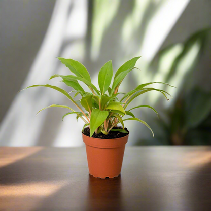 Spider Plant 'Fire Flash' Chlorophytum Amaniense