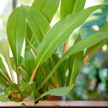 Spider Plant Fire Flash Chlorophytum Amaniense