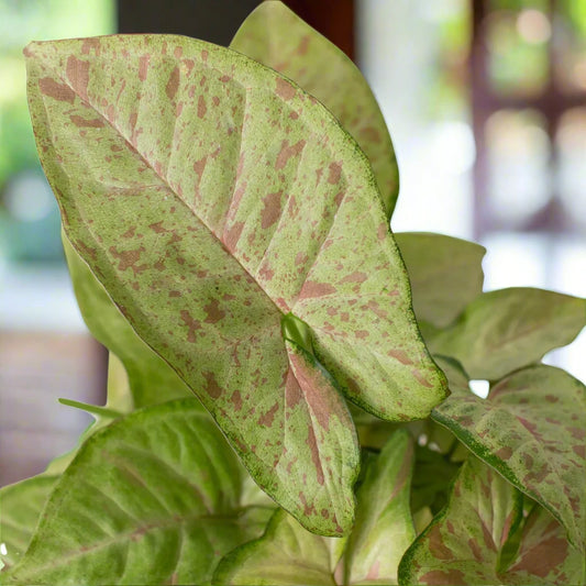 Syngonium 'Confetti' Podophyllum