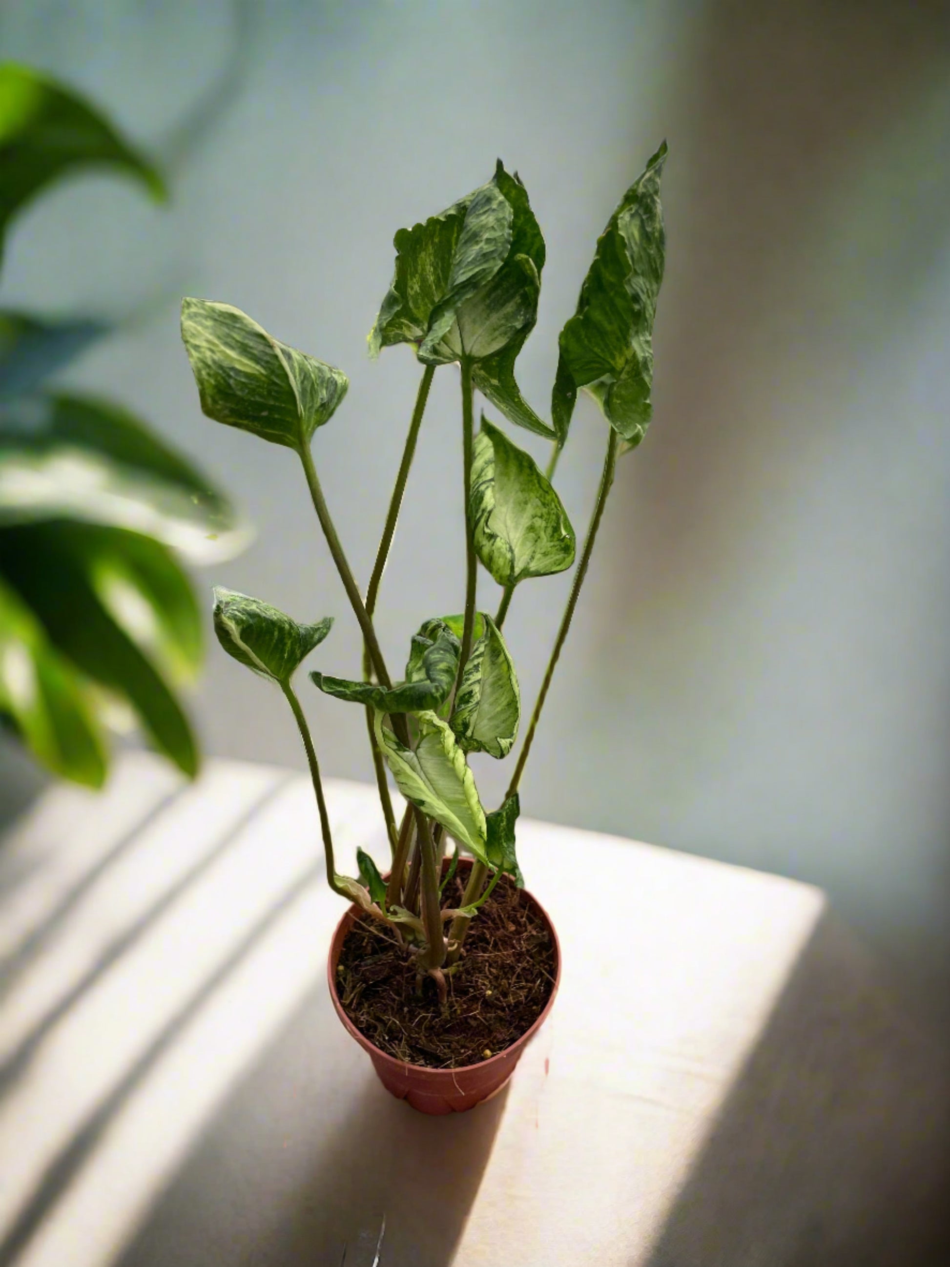 syngonium godzilla podophyllum houseplant live potted plant