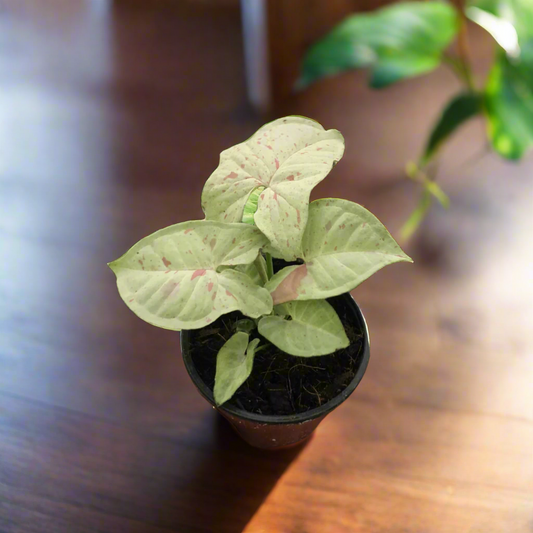 Syngonium 'Milk Confetti' Podophyllum