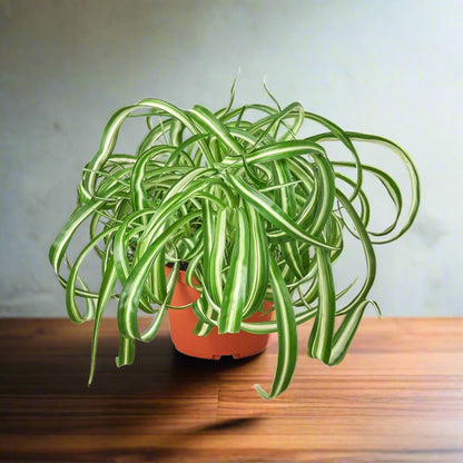 Spider Plant 'Bonnie' Chlorophytum Comosum