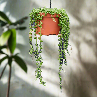 String Of Pearls Senecio Rowleyanus Potted Trailing Hanging Plant