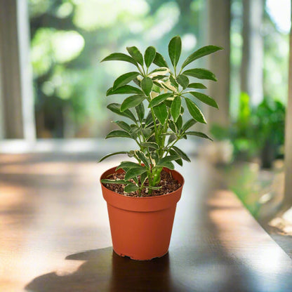 Schefflera Moonlight 'Umbrella Plant' Arboricola