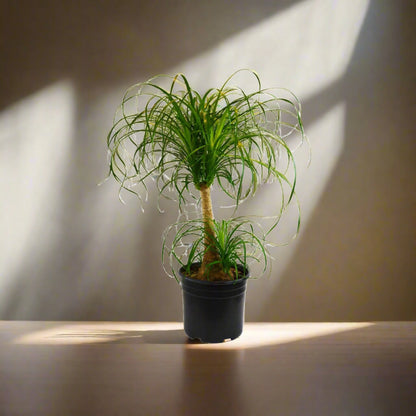 Ponytail Palm Beaucarnea Recurvata