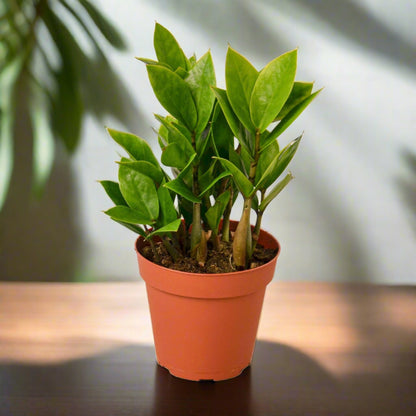 Zamioculcas Zamiifolia ZZ Plant