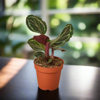 Calathea Roseopicta 'Medallion'