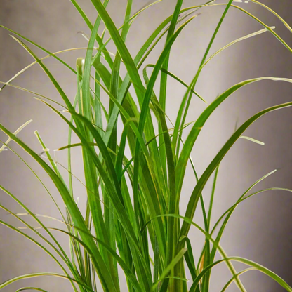 Ponytail Palm Beaucarnea Recurvata