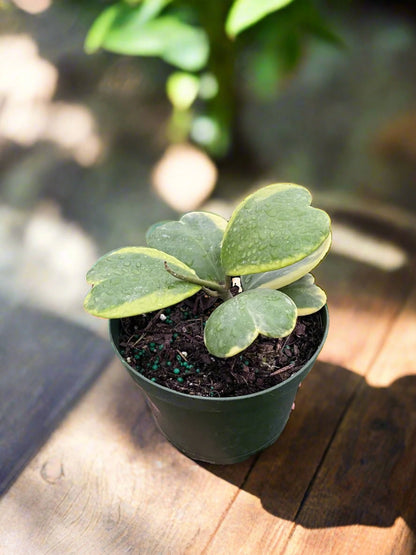 Hoya 'Sweetheart Variegated' Kerrii