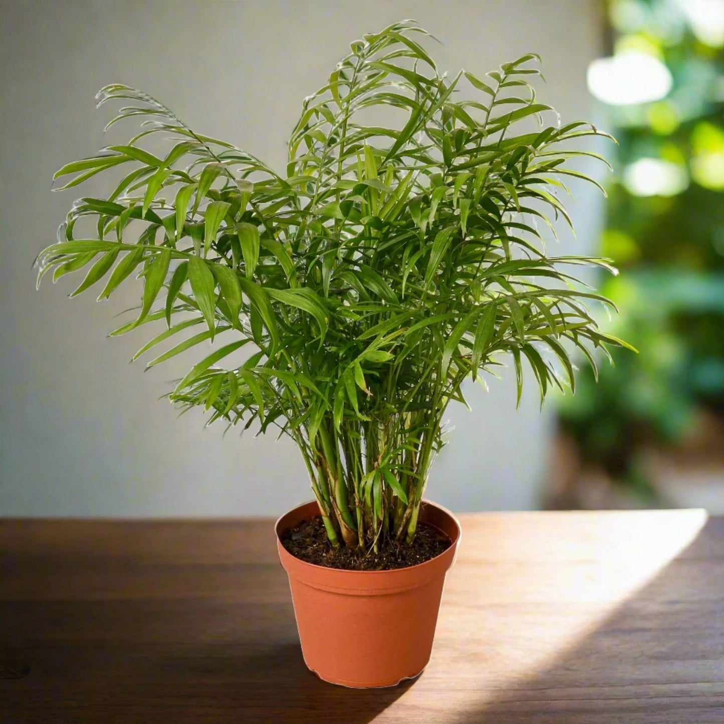 Parlor Palm Chamaedorea Elegans