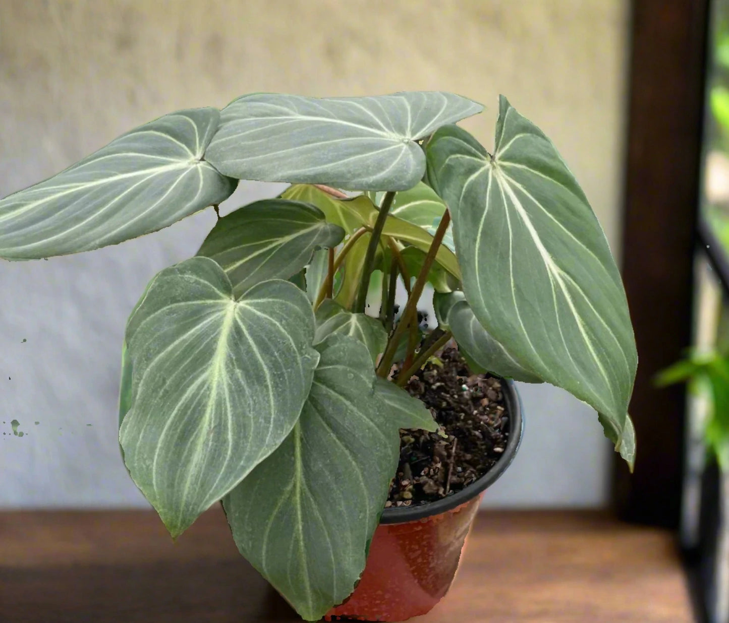 Philodendron Gloriosum 'Zebra'