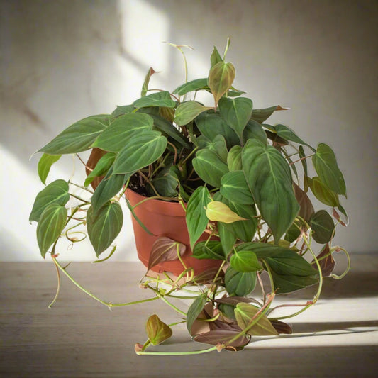 Philodendron 'Velvet' Micans Hederaceum