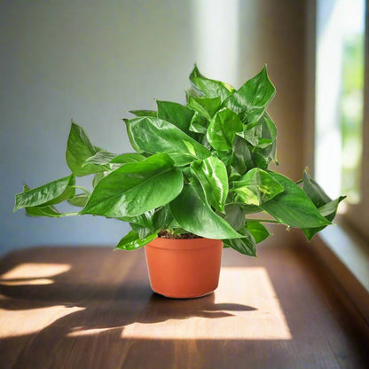 Pothos 'Golden' Epipremnum Aureum