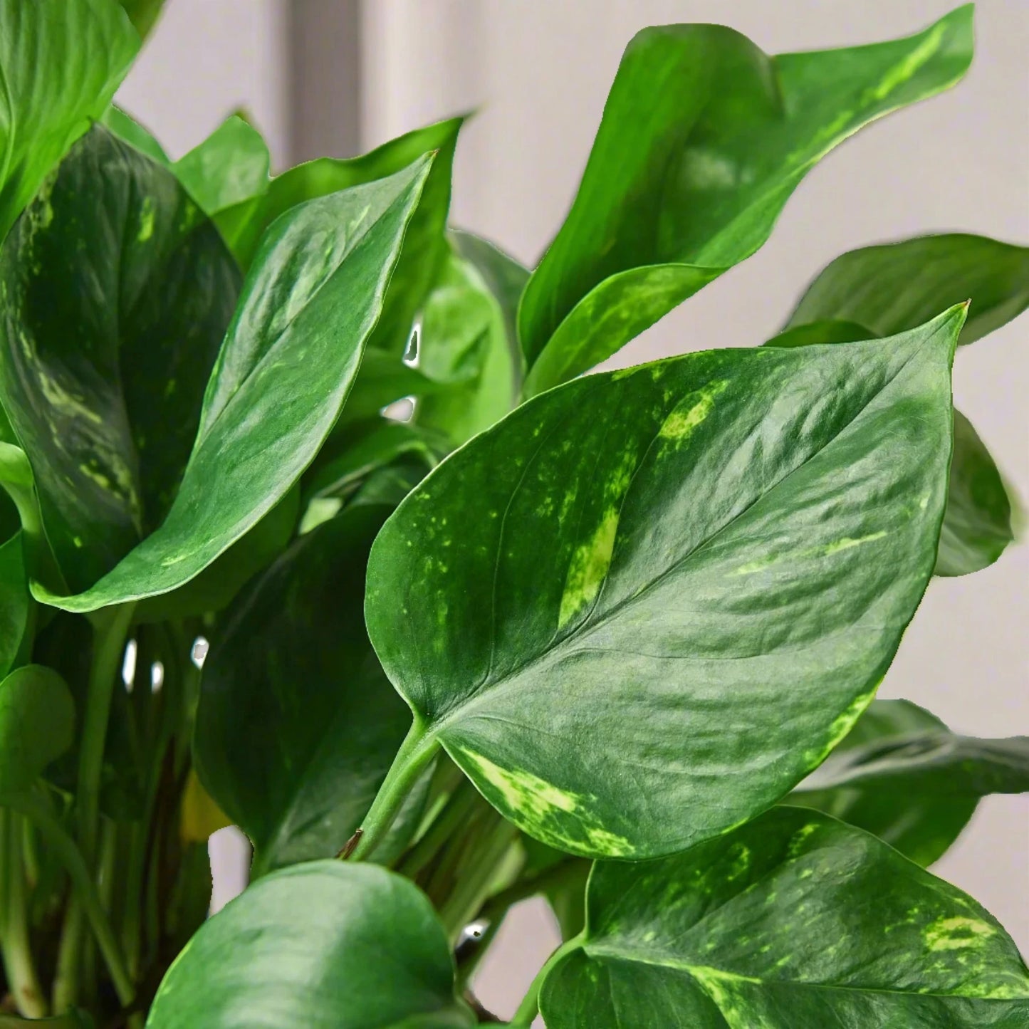 Pothos 'Golden' Epipremnum Aureum