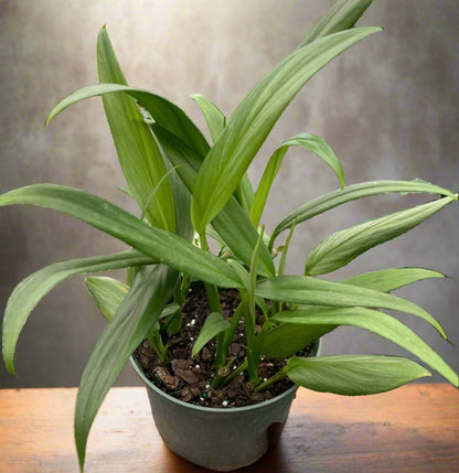 Pothos 'Silver Streak' Epipremnum Amplissimum