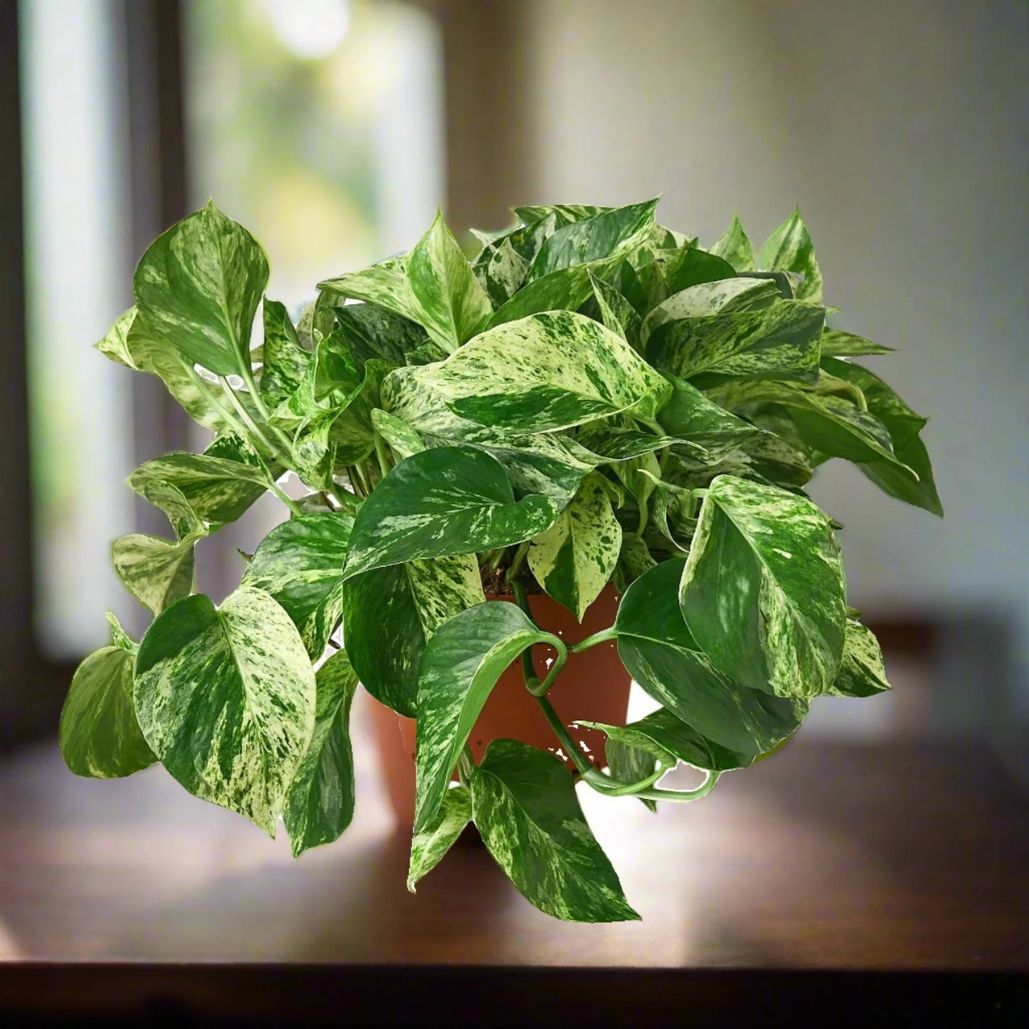 Pothos 'Marble Queen' Epipremnum Aureum