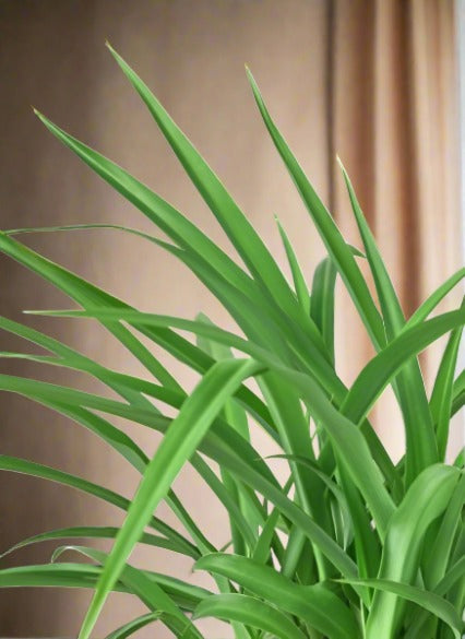 Spider Plant Green Chlorophytum Comosum