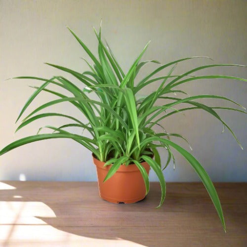 Spider Plant 'Green' Chlorophytum Comosum