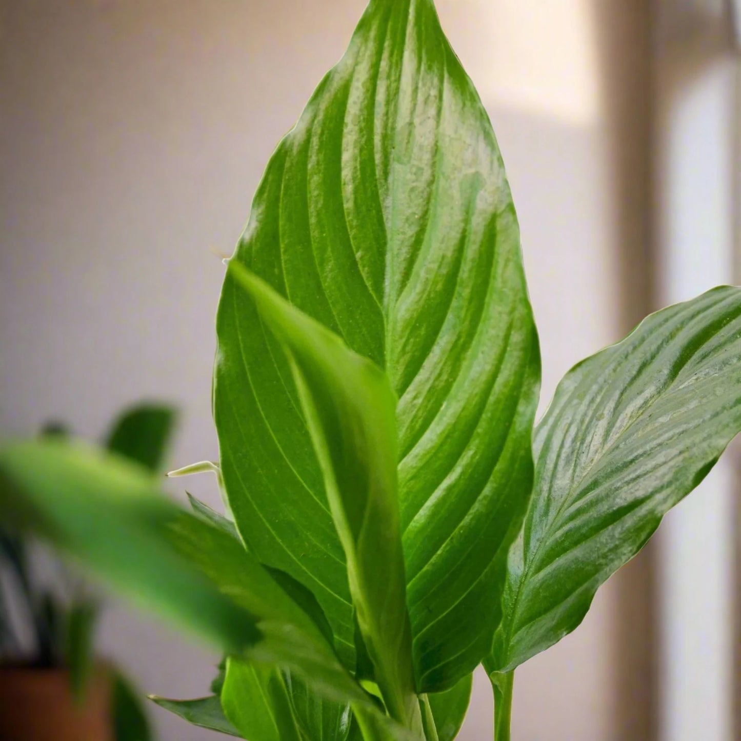 Spathiphyllum Peace Lily