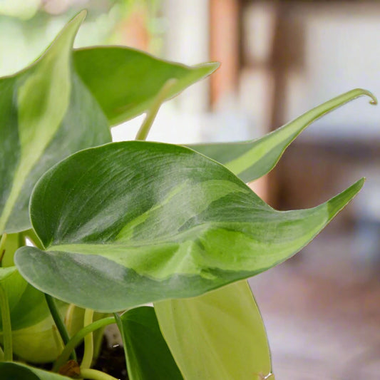 Philodendron Brasil Cordatum Potted Houseplant
