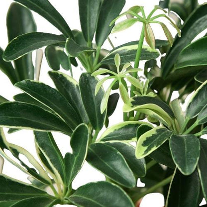 Schefflera Moonlight Umbrella Plant Arboricola