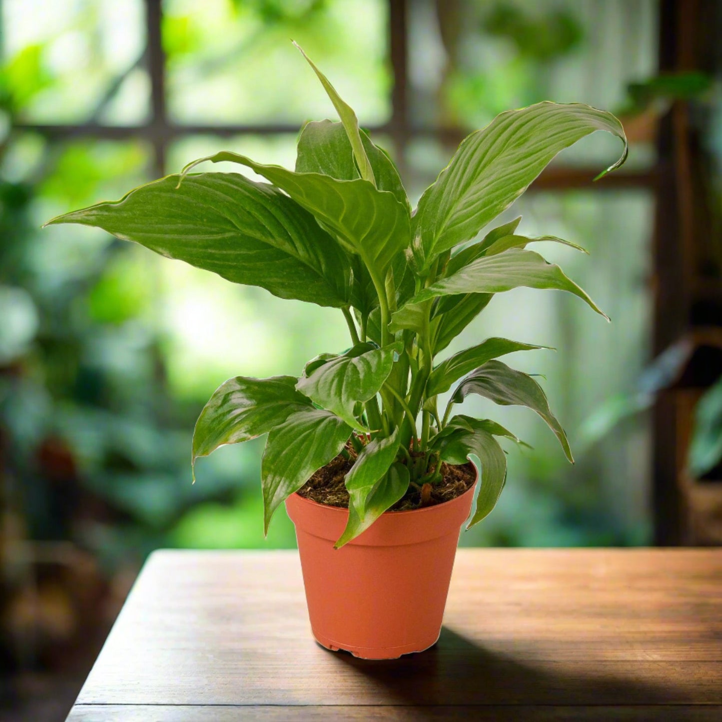 Spathiphyllum 'Peace Lily'