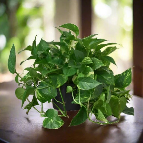 Pothos Golden Epipremnum Aureum