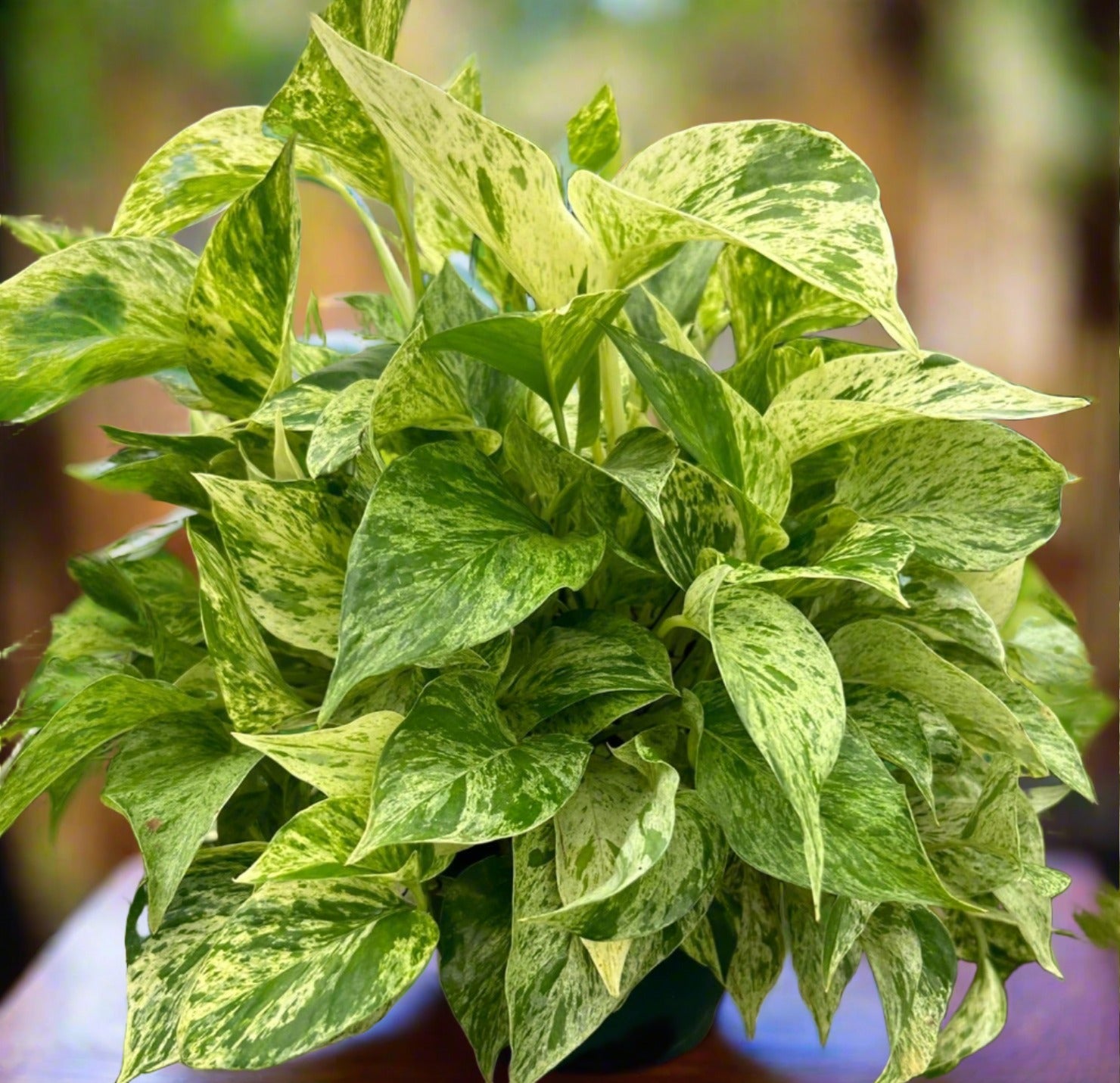 Pothos Marble Queen Epipremnum Aureum