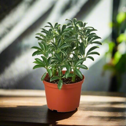 Schefflera Moonlight 'Umbrella Plant' Arboricola