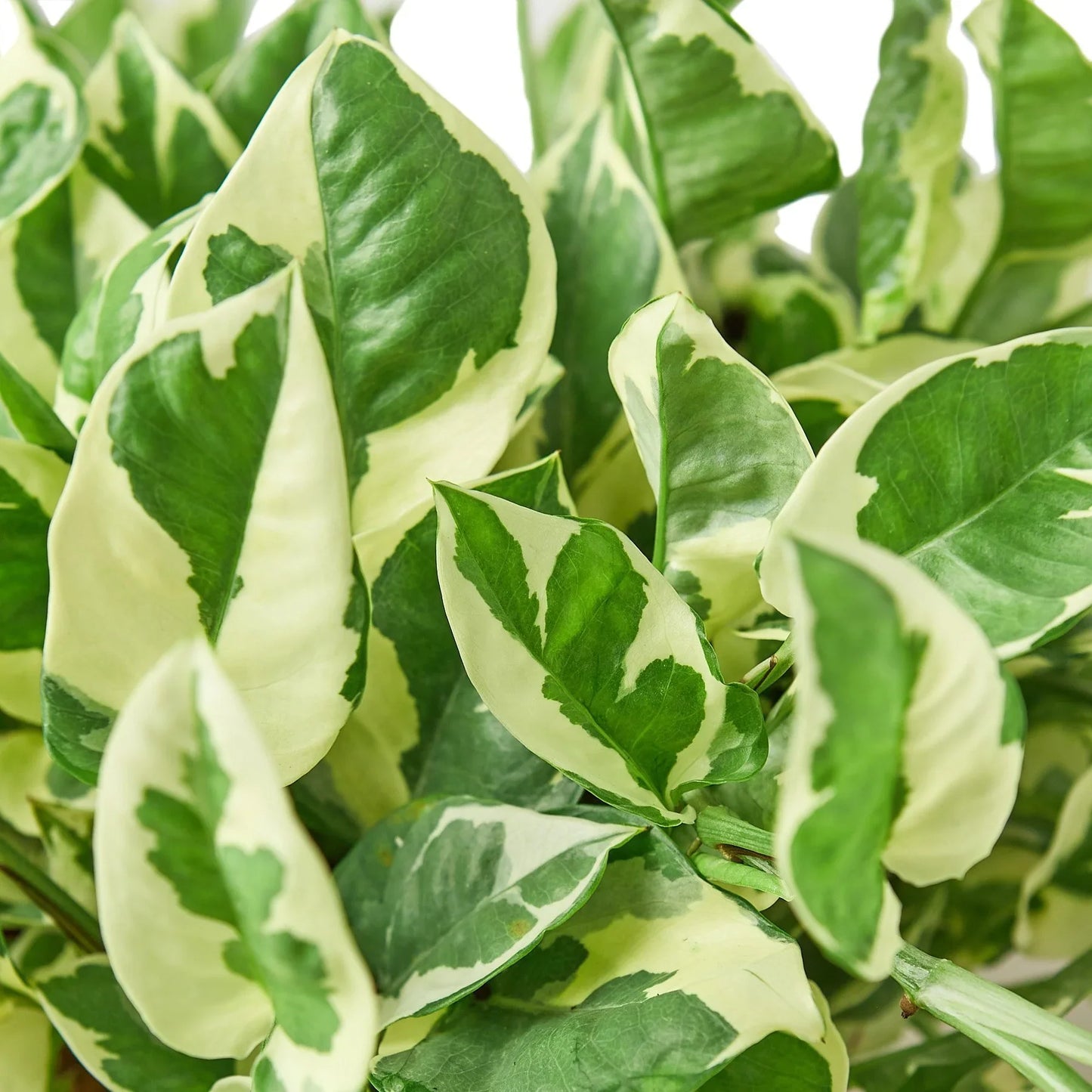 Pothos 'N Joy' Epipremnum Aureum