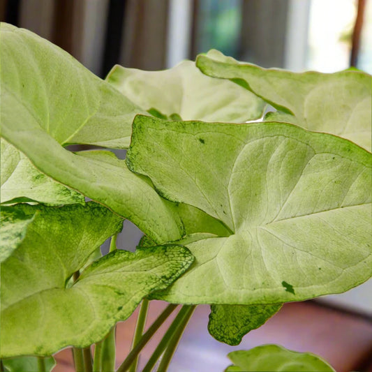 Syngonium 'White Butterfly' Podophyllum