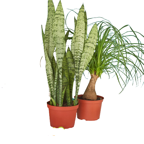 Mystery Monthly Houseplant Premium Subscription Box (Month To Month) Two 6" Plants Monthly