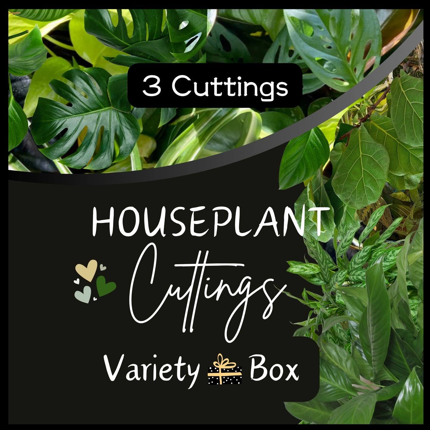 Plant Cuttings Variety Box