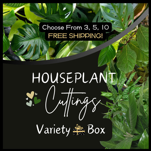 Variety Box Of Unrooted Houseplant Plant Clippings Cuttings Starts Nodes For Water Propagation