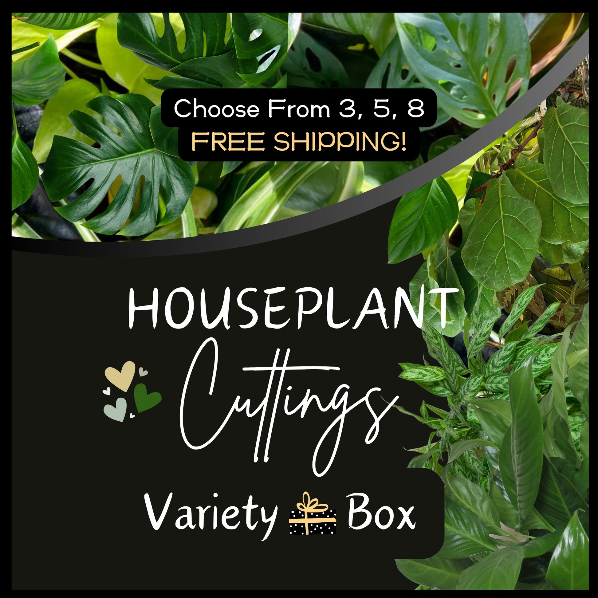 Variety Box Of Unrooted Houseplant Plant Clippings Cuttings Starts Nodes For Water Propagation