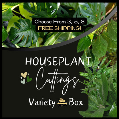 Variety Box Of Unrooted Houseplant Plant Clippings Cuttings Starts Nodes For Water Propagation