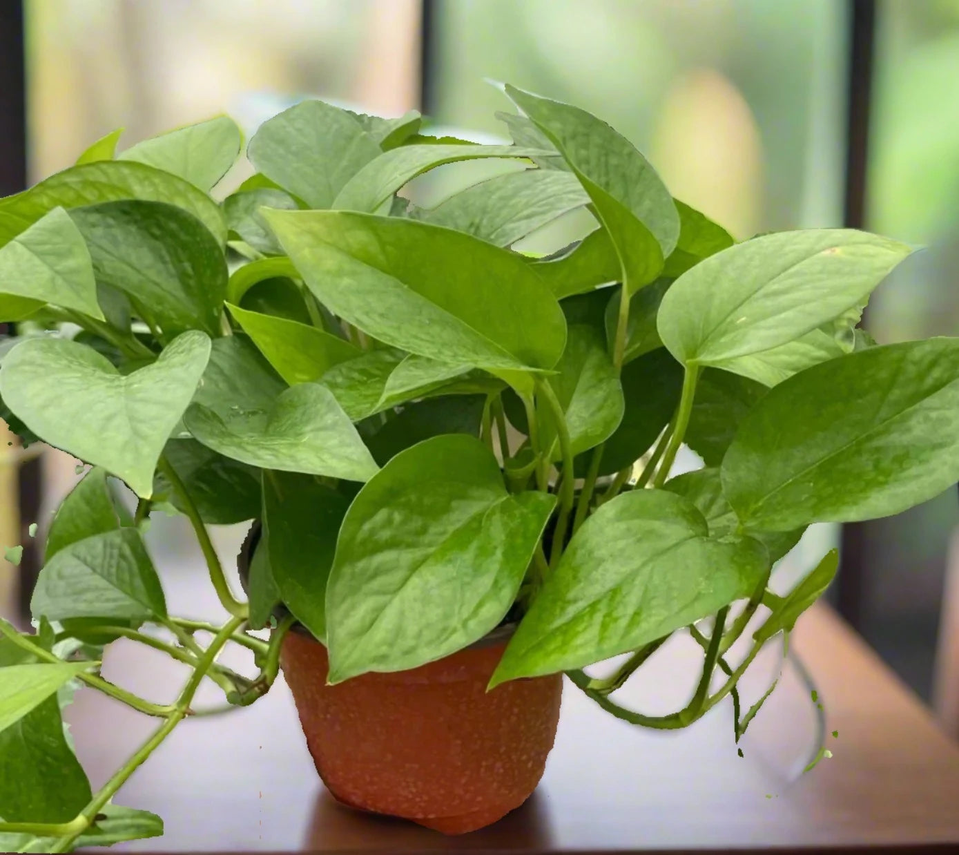 Pothos 'Green Queen' Epipremnum Aureum