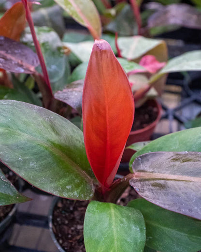 Philodendron 'Sun Red' Selloum