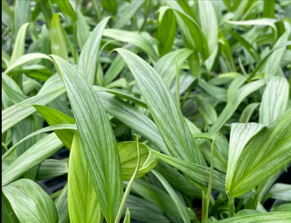 Pothos Silver Streak Epipremnum Amplissimum Plant