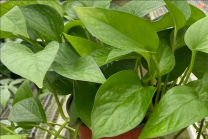 Pothos Green Queen Epipremnum Aureum Live Indoor Plant