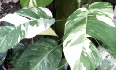 Pothos 'Albo Variegata' Epipremnum Pinnatum