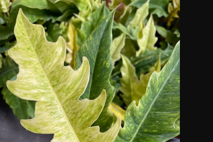 Philodendron 'Variegated Ring of Fire' Wendlandii X P Tortum