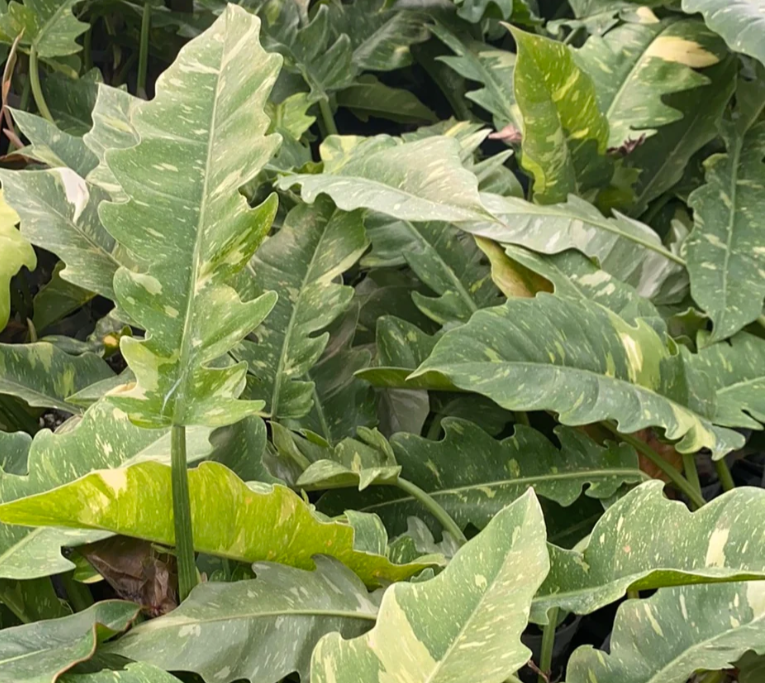 Philodendron Variegated Ring Of Fire Wendlandii X P Tortum Live House Plant