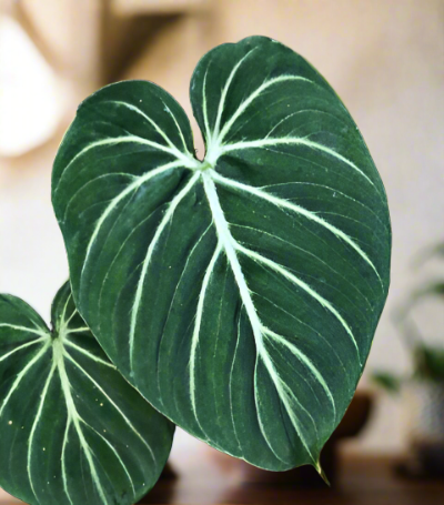 Philodendron Gloriosum Zebra