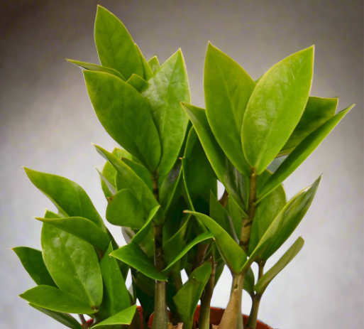 Zamioculcas Zamiifolia ZZ Plant Houseplant