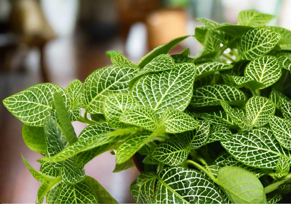 Fittonia 'White Nerve Plant' Albivenis